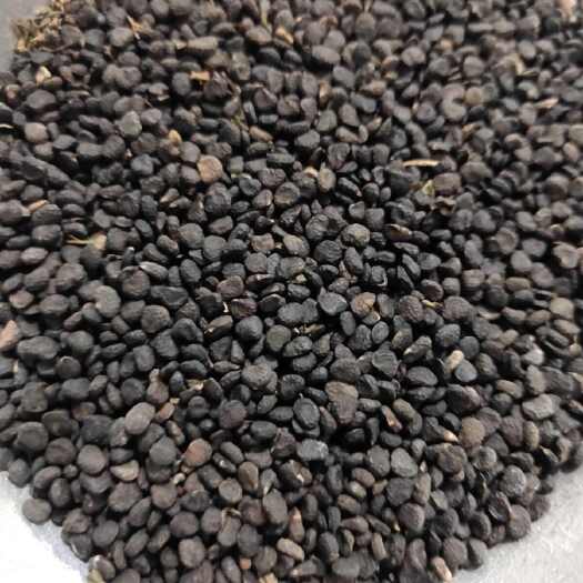 亳州曼陀罗子曼陀罗