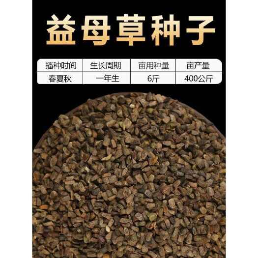 阳新县益母草精品种子
