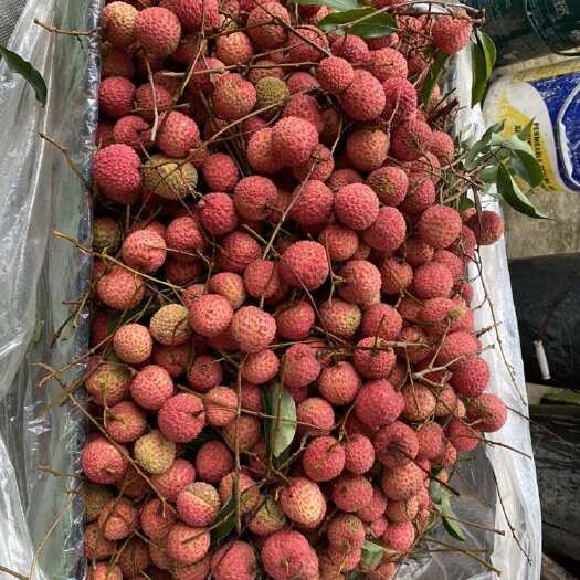 广州增城荔枝