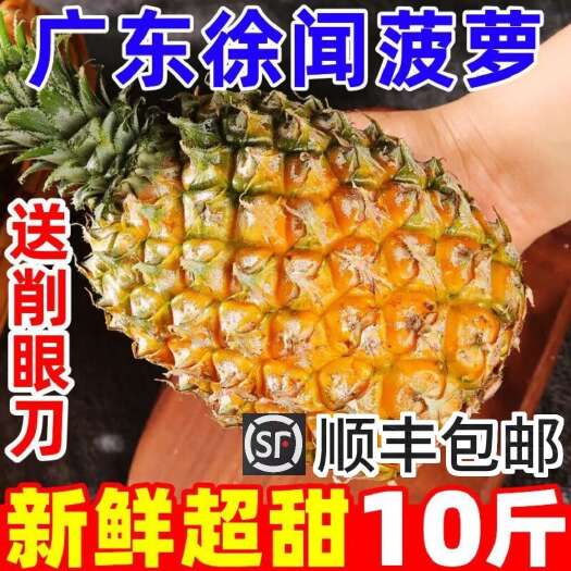 徐闻香水小菠萝 树上熟 现摘新鲜水果 整箱产地（顺丰包邮）