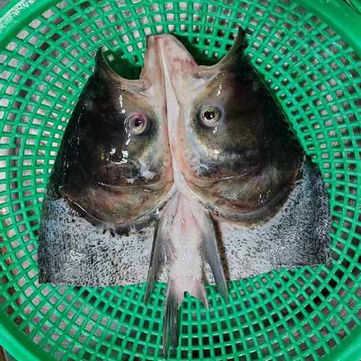 长沙精品花鲢鱼头′