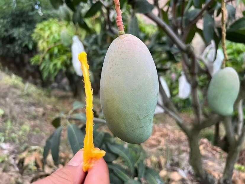 广西百色金煌芒新鲜热带水果芒果批发直供接个大电商平台团购