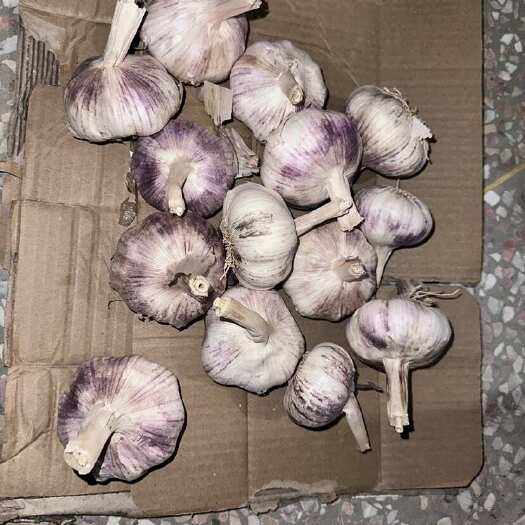 杭州自种的大蒜，处理销售