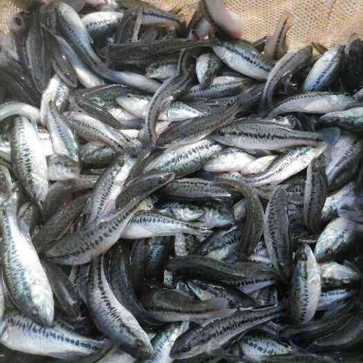 荆州荆州地区淡水鲈鱼苗 3-6cm 多规格齐全