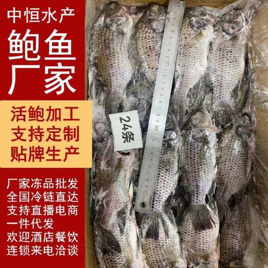 东山县三去罗非鱼 新鲜速冻8斤24条装水产冻品餐饮大排档酒店商用批