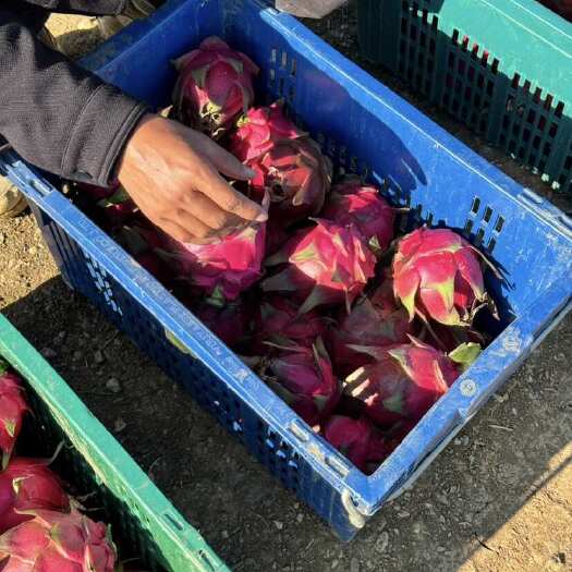 景洪市【云南西双版纳产地直供】金都一号红心火龙果 高甜耐储 支持大