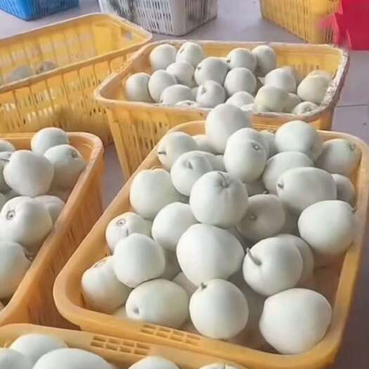 甜瓜大量上市问价 1 3 8 3 9 0 4 1 9 7 9
