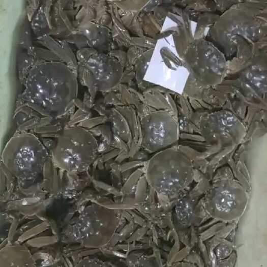 泗洪县江苏六月黄大闸蟹，产区直发，物流空运全国发货，欢迎合作！