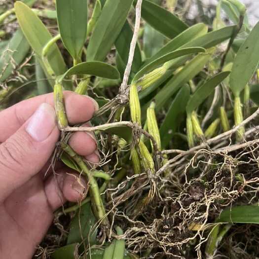 云南文山新鲜单叶中果石橄榄精选货