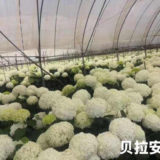 木绣球贝拉安娜