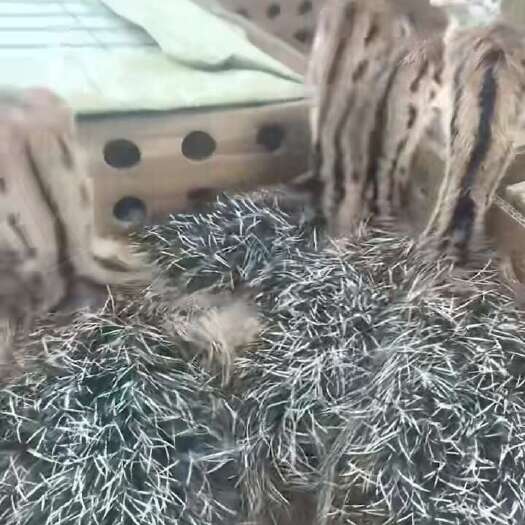 厦门自己的孵化基地，正品，鸵鸟苗