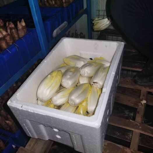 大量菊苣，全年种植，量大或稳定采购可以便宜可以便宜