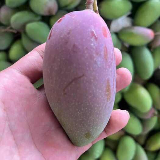 大青芒产地直发 大量批发保质保量支持一件代发代办