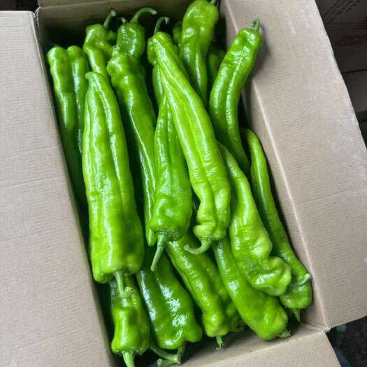 肇州县牛角椒 辣妹子 芜湖 大辣椒