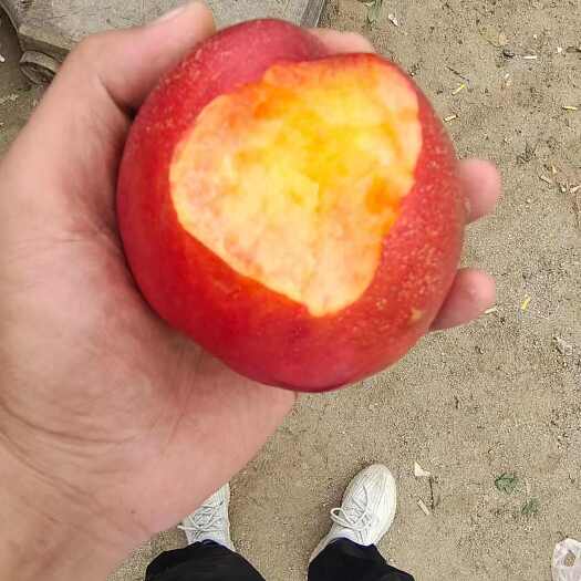 卢龙县河北秦皇岛油桃