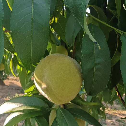 昌乐县83黄桃 黄金冠
