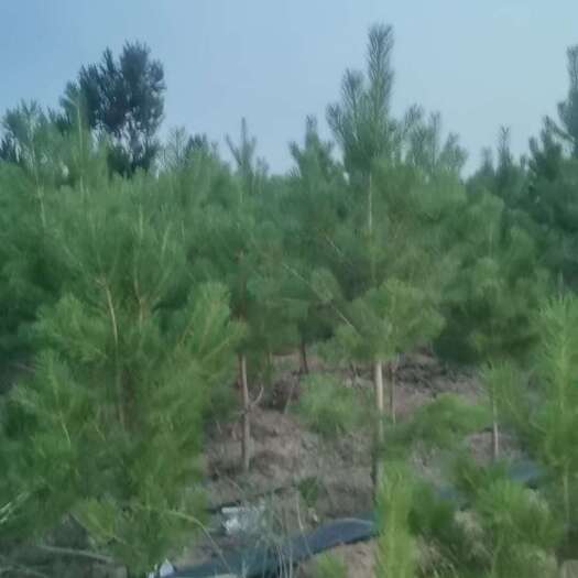 榆林大量出售21杯樟子松80--1.5米