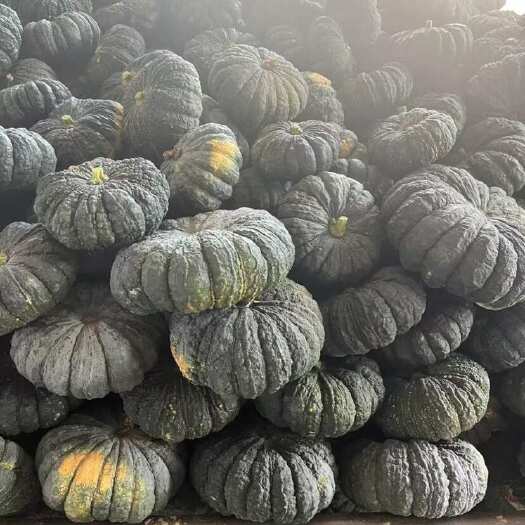 资阳川瓜，癞子南瓜，大癞子，小癞子，贝贝，板栗，银栗，蜜本，齐全
