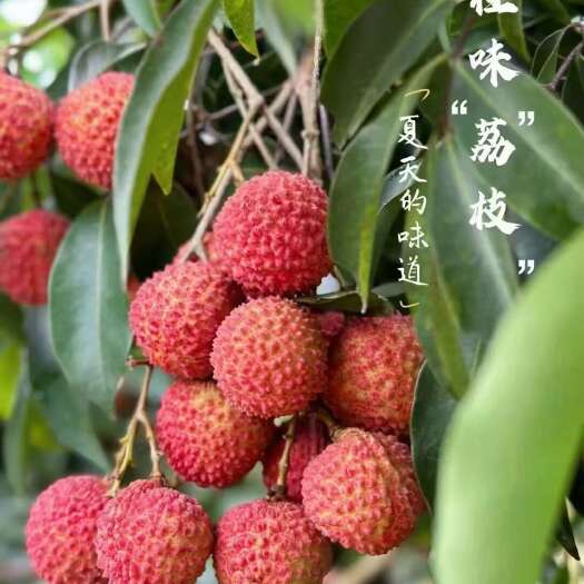 从化温泉镇石门公园脚下桂味荔枝