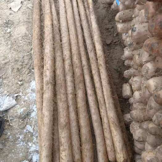 蠡县铁棍山药小白嘴山药双棒棒药