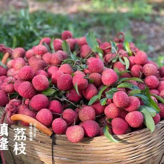 惠州镇隆鲜荔现摘冷链直发，颗颗饱满直达舌尖