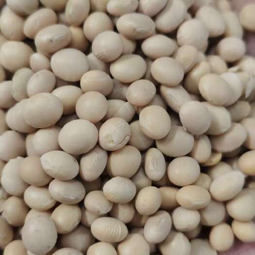 天津大豆专业做豆制品的豆子
