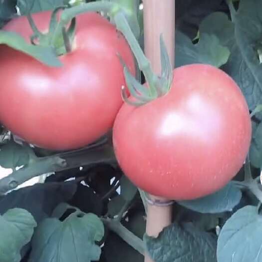 硬粉番茄  大量供应价格优惠货源充足