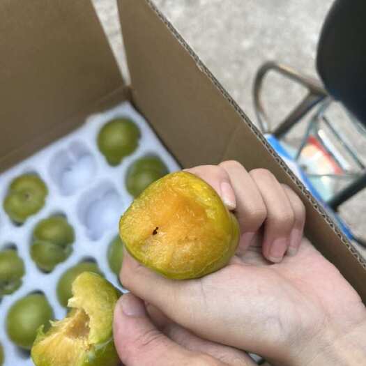 镇宁县贵州蜜￼糖￼￼￼￼李