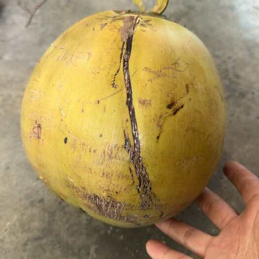 海口海南文昌东郊椰子