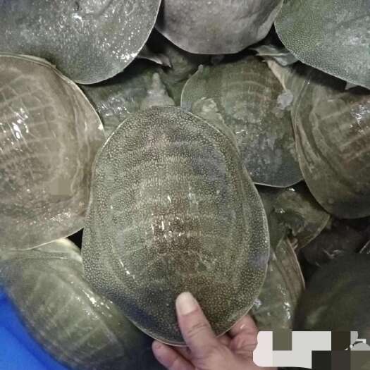 临沂甲鱼