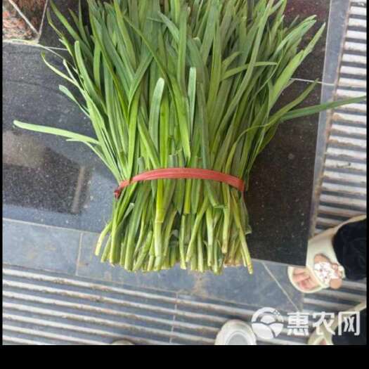 临邑县大叶韭菜