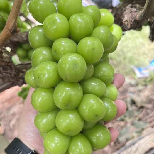 阳光玫瑰葡萄，云南高海拔高糖度，口感好，原料果供应商，