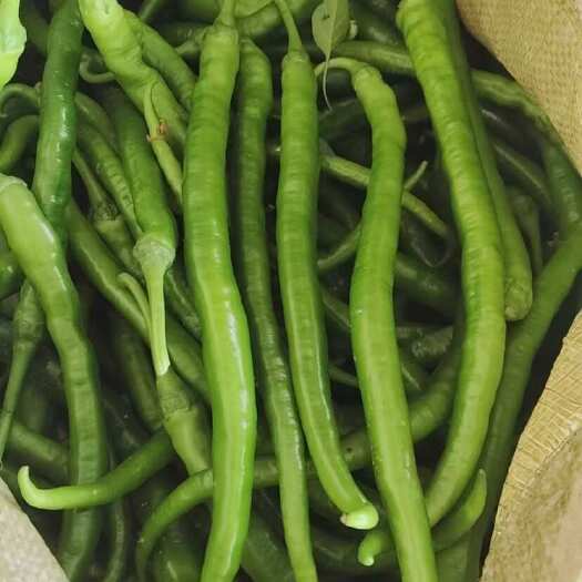 长沙县湖南长沙线椒 新鲜辣椒 茄果类蔬菜供应