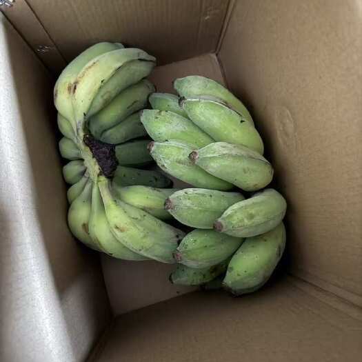 湛江硇洲香蕉