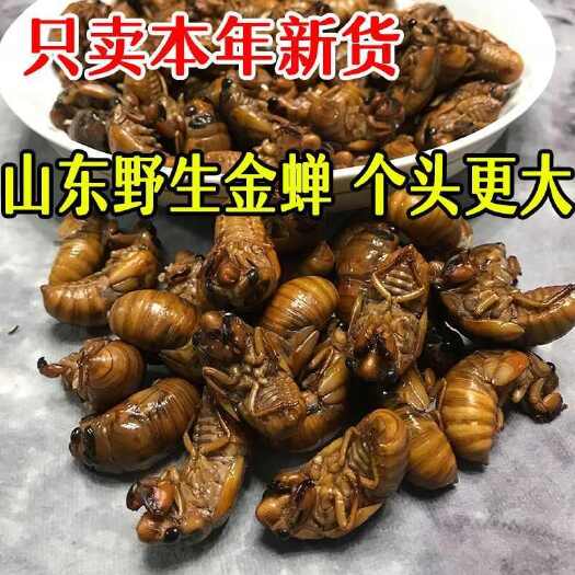 日照【现抓】大金蝉知了猴蝉蛹爬叉猴新鲜猴子爬蚱猴干冰冷冻顺丰发货
