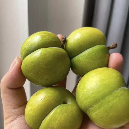 阳江陆