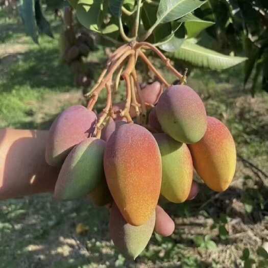百色广西百色小贵妃芒新鲜水果热带芒果批发接个大电商平台社区团购