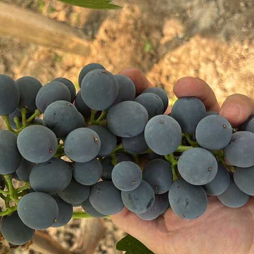夏黑葡萄 新鲜水果 甜 无籽