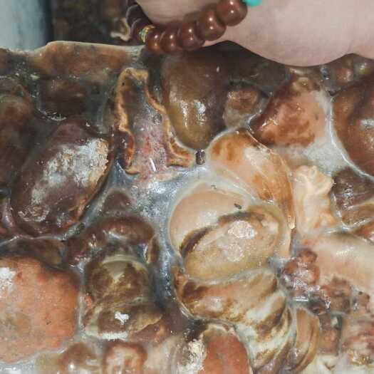 海葵以及海葵颗粒，厂家直销价格实惠