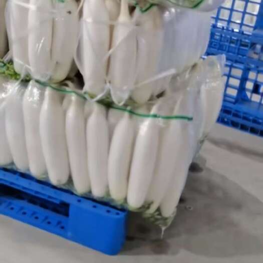 靖边县精品白萝卜大量上市