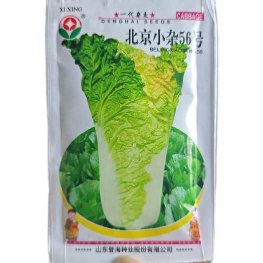 北京小杂56号大白菜种子早熟大白菜种子原装西星大白菜基地菜农