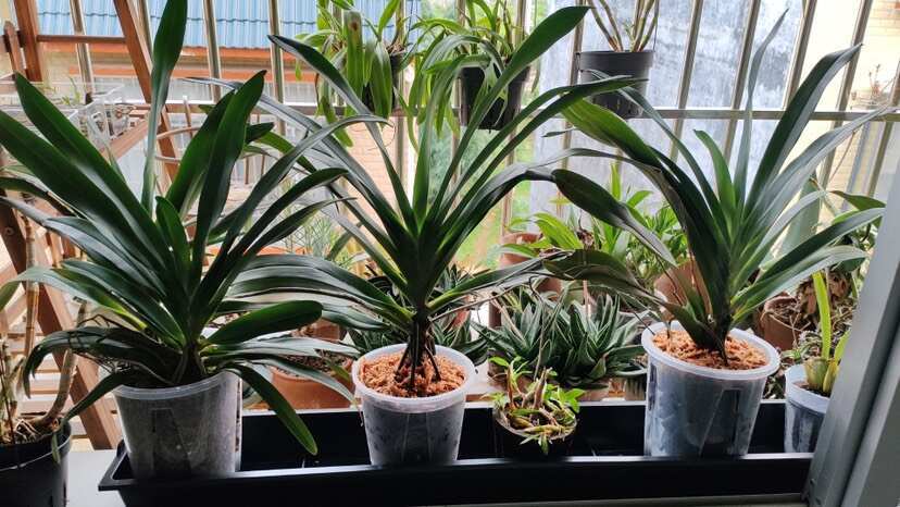 精品君子兰耐寒耐热盆栽绿植四季常青懒人花卉植物室内好养活绿植