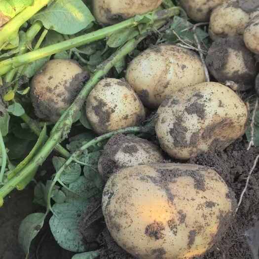 大城县沃土5号土豆 河北廊坊大城产地直发 根茎类蔬菜批发