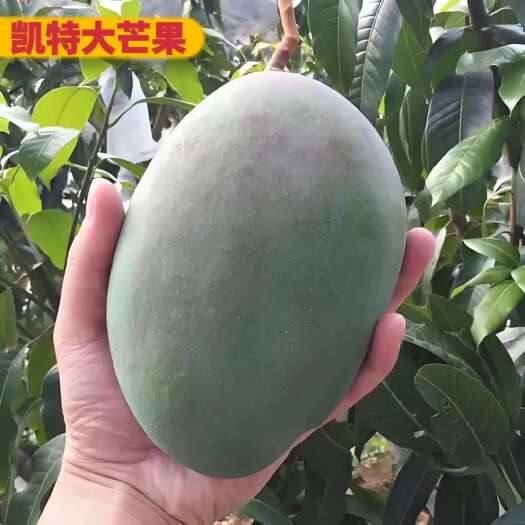 米易县攀枝花凯特大脸芒果新鲜当季网红水果核薄肉厚汁多味甜