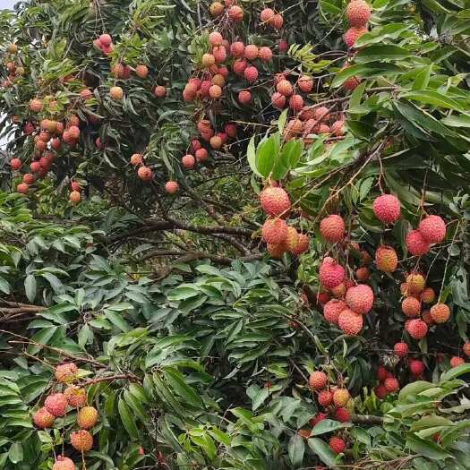 深圳桂味