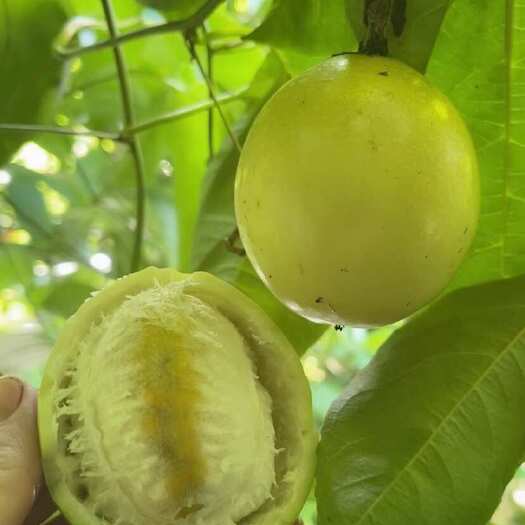 高州市黄金百香果！特大特香特甜！