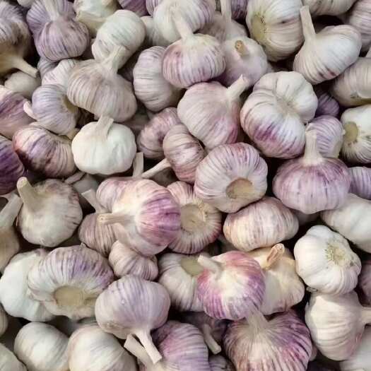 徐州邳州精品大蒜