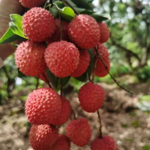 深圳广东深圳南山本地桂味荔枝