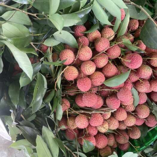 钦州上乘品质  桂味
