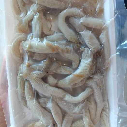东港市精品沙虫，高品质，厂家直销价格实惠